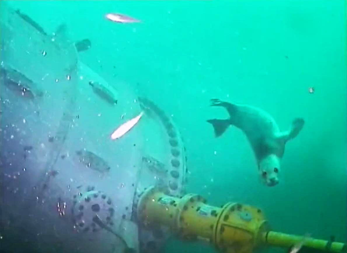 Seal swimming next to the underwater datacenter